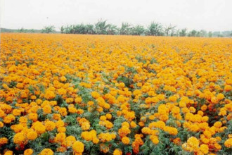 तिहारमा प्लास्टिकका फूल बिक्रीमा रोक