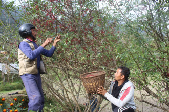 तारे होटलदेखि विदेशसम्म पुग्छ म्याग्दीको टिमुर