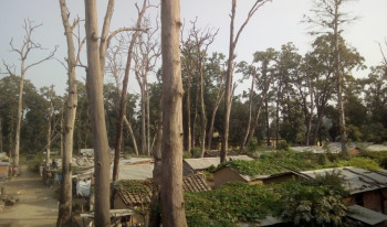 सुकेका रुखले बस्तीमा जोखिम बढाउँदै