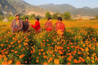 पाल्पामा सयपत्री फूलको माग उच्च, किसानलाई राम्रो हुँदैछ आम्दानी