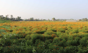 आँबुखैरेनीबाट सयपत्री कतार निर्यात