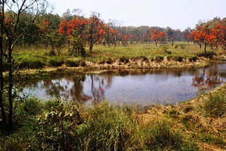च्याउ खोज्न निकुञ्ज गएका १४ जना सम्पर्कविहीन