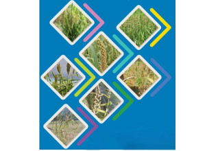 बाली प्रजनन तथा बीउ विज्ञानसम्बन्धी राष्ट्रिय सम्मेलन हुने