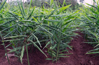 त्रिवेणी गाउँपालिकाले बेच्यो साढे पाँच करोडको अदुवा