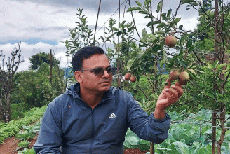 बिरुवा रोपेको एक वर्षमै फल्यो अर्नाकोटमा स्याउ