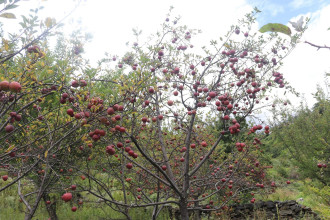 जुम्लामा १८ हजार मेट्रिकटन स्याउ उत्पादन