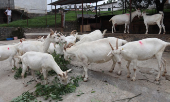 चित्लाङमा दुधालु बाख्रा विकास गरिँदै