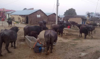 तनहुँमा पाडीबाछी हुर्काउन अनुदान वितरण