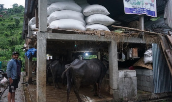 दूध बेचेर वार्षिक २० लाख कमाइ