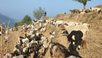 मुस्ताङबाट ३५ करोडभन्दा बढी मूल्यका भेडाच्यांग्रा निकासी