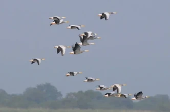 फर्किन थाले जाडो छल्न आएका चरा