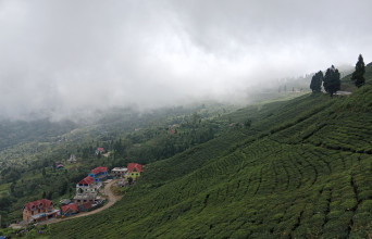 चियाको गुणस्तर बढाउन हाते मेसिन