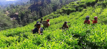 मेची भन्सारबाट चिया निर्यात ३२ प्रतिशतले बढ्यो