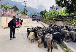 तिहारका लागि मुस्ताङबाट बिके चार हजार भेडाच्यांग्रा