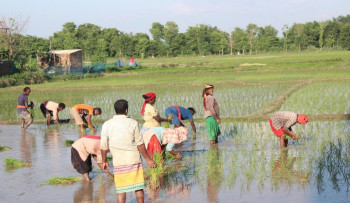 देशभर धमाधम रोपाइँ जारी