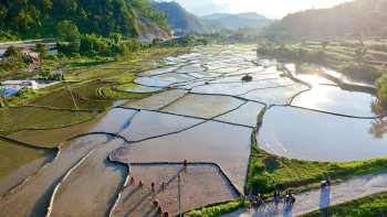 आज असार १५ : राष्ट्रिय धान दिवस तथा दही चिउरा खाने दिन