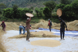 'गौरिया' चामलको माग बढ्दो, खेती घट्दो