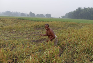 धानका लागि अनुकूल भएन मौसम, उत्पादन घट्ने अनुमान