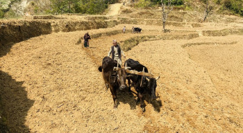 हिउँदे वर्षात नहुँदा किसान चिन्तित