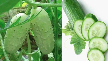 असिनाले दुई करोडको काँक्रा बिउ सखाप