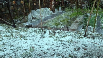 झापामा असिनापानीले कृषि क्षेत्रमा तीन अर्बको क्षति