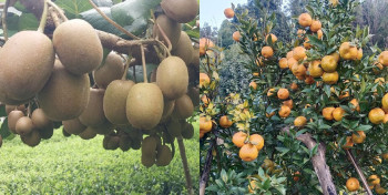 किबीले बजार पाएन, सुन्तला किन्न बोटमै व्यापारी