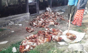 बर्डफ्लु प्रभावित किसानलाई क्षतिपूर्ति दिन ५० करोड निकासा