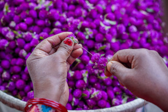 तिहारका लागि दुई लाख मखमली माला निर्यात हुने