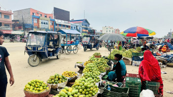 मधेस प्रदेशमा आँपको उत्पादन घट्यो