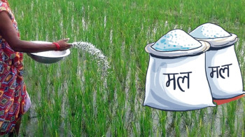 रासायनिक मल उठाउन तथा वितरण प्रक्रियामा आवश्यक समन्वय गर्न निर्देशन