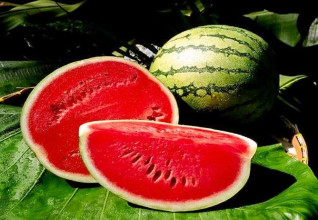 पूर्वीनाकाबाट चार करोड ६० लाखको खरबुजा भित्रियो