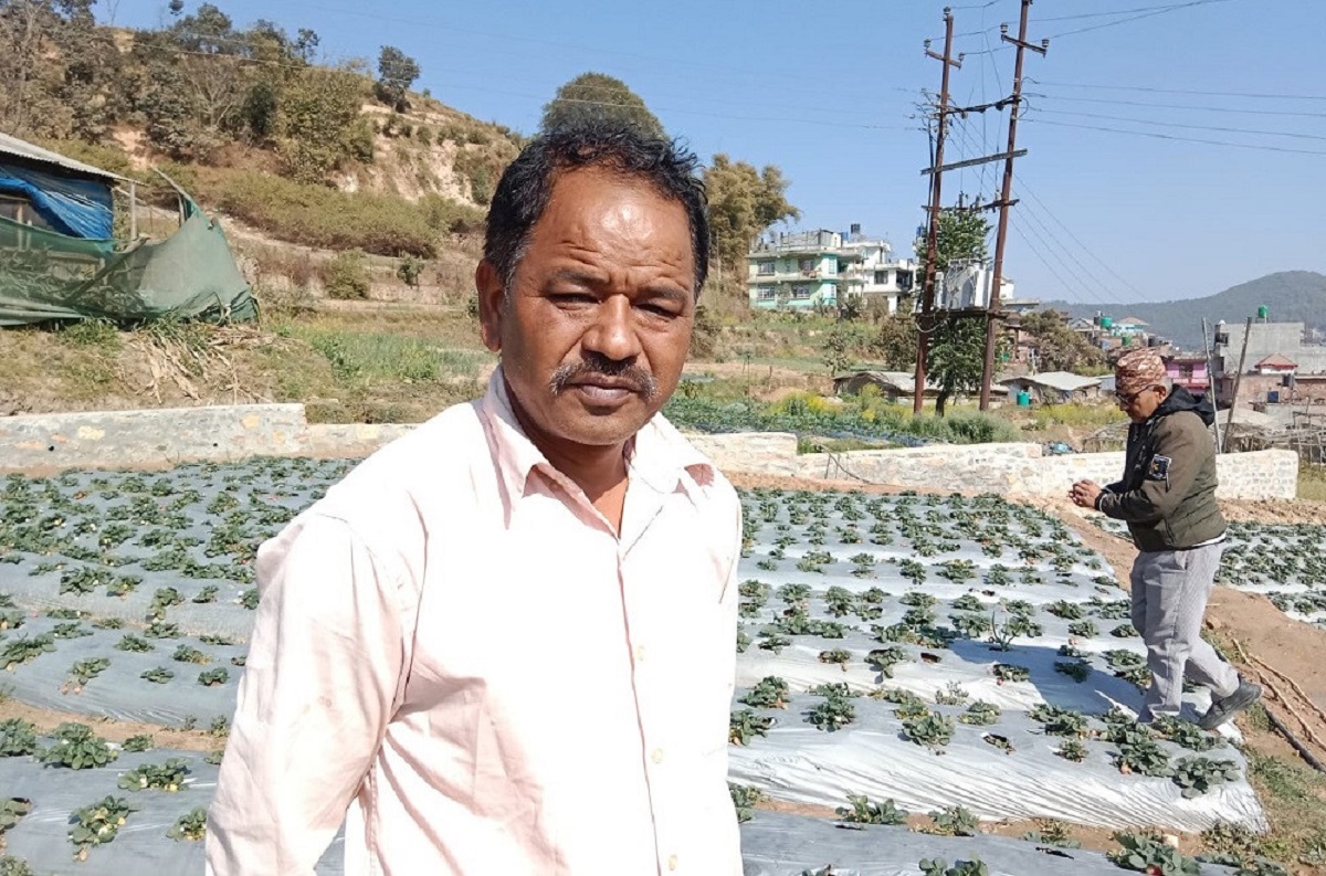 स्ट्रबेरी खेतीबाट वार्षिक ३० लाख आम्दानी गर्छन् काभ्रेका मुक्ति