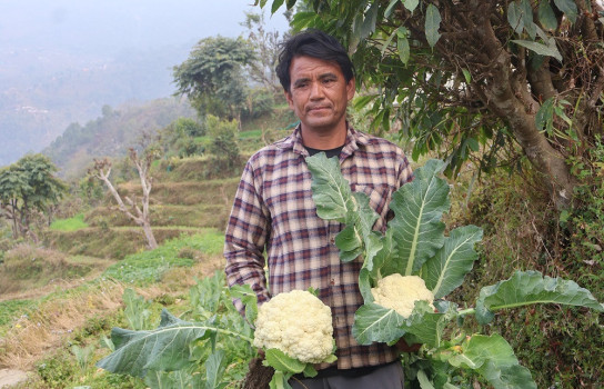 काउली बिक्रीबाट एकै 'सिजन'मा छ लाख आम्दानी