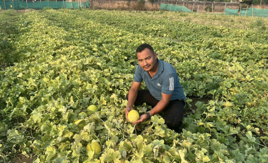 तरबुजा बिक्री गरेर १२ लाख आम्दानी