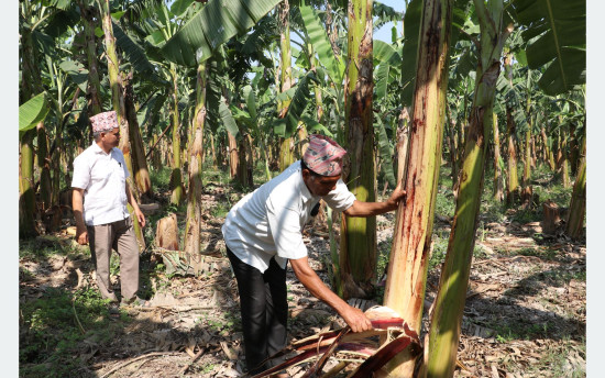 उचित मूल्य नपाएको केरा उत्पादक किसानको गुनासो