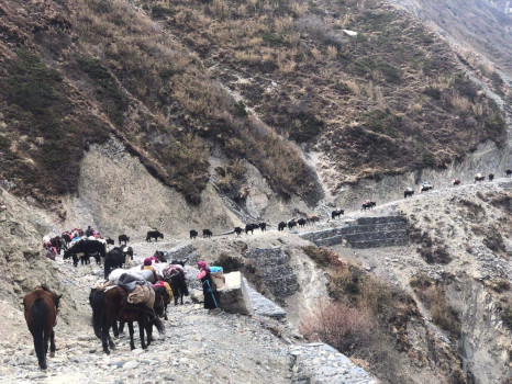 छेकम्पारवासी यार्सागुम्बा सङ्कलन गर्न लेकतिर