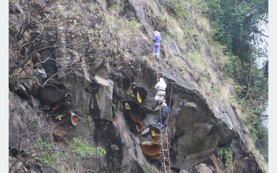 मह काढ्ने परम्परा जीवन्त राख्न पुस्ता हस्तान्तरण