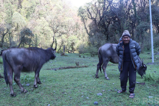 असी वर्षीय किर्तबहादुरलाई भैँसीगोठ नै रमाइलो