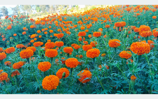 दाङमा तिहारका लागि फूल तयार