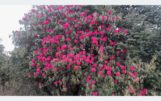 पर्वतको हम्पाल र कोखेडाँडामा पर्यटकको आकर्षण बढ्यो