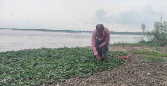 कुतियाकबरमा भारतीयको लोभलाग्दो तरकारी खेती, मनग्य आम्दानी