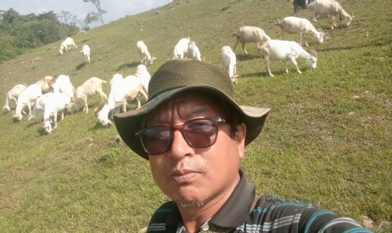 बाख्राको दूधबाट चिज बनाएर आम्दानी गर्दै डिलबहादुर गुरुङ