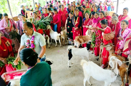 महिलालाई उद्यमसँग जोड्न बाख्रा उपहार