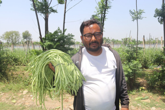 १३ बिघा जग्गा भाडामा लिएर तरकारीखेती, ३८ जनालाई रोजगारी