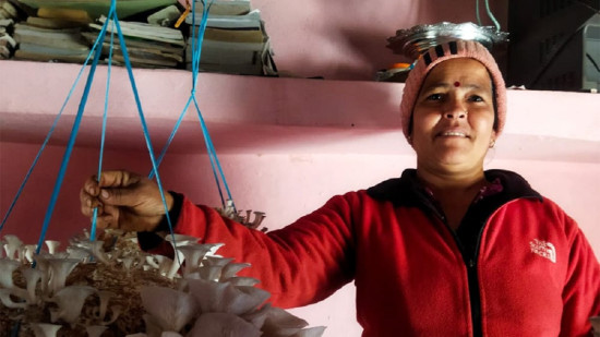 तालिम पाएपछि च्याउखेतीतर्फ महिलाको आकर्षण, आम्दानीमा आत्मनिर्भर बन्दै