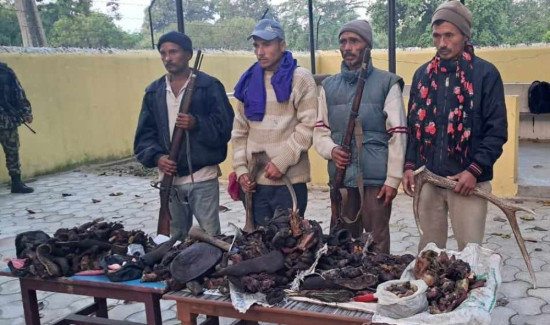 बर्दियामा दुई थान बन्दुकसहित चारजना चोरी सिकारी पक्राउ
