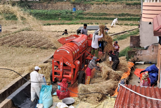 थ्रेसरबाट गहुँ दाउनी गर्दै गोदावरीका किसान