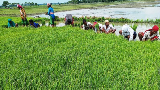 बबियामा धान रोप्न बिउ काढ्दै किसान