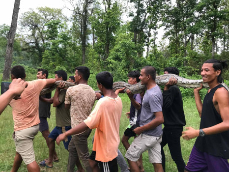 अजिंगरले बोका मारेपछि समातेर निकुञ्जमा छाडियो