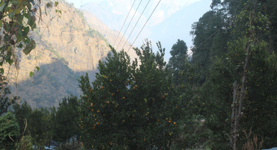 सुन्तला बगानमा पस्न किन डराउँछन् दोसल्लेबासी ?